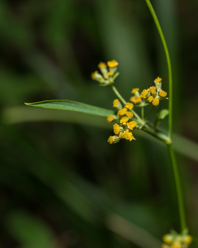 Bupleurum falcatum / Bupleuro falcato